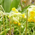 Schlüsselblume - Foto: Dr. Günther Kunzmann