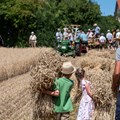 Klein und Groß dürfen beim Schnitterfest mit anpacken - Foto: Matthias Meyer, Museum KulturLand Ries