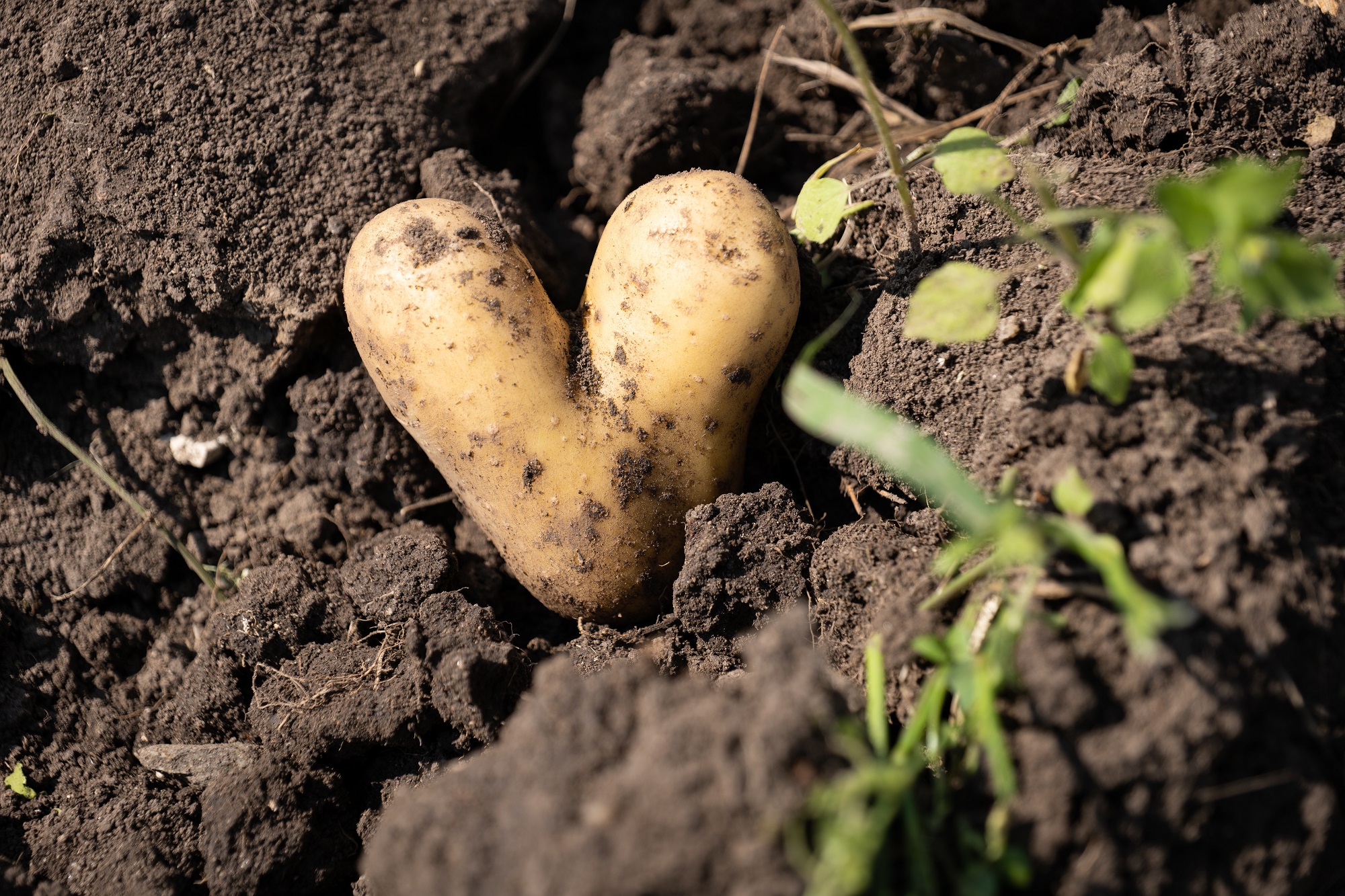 Kartoffel in Herzform Foto: Matthias Meyer