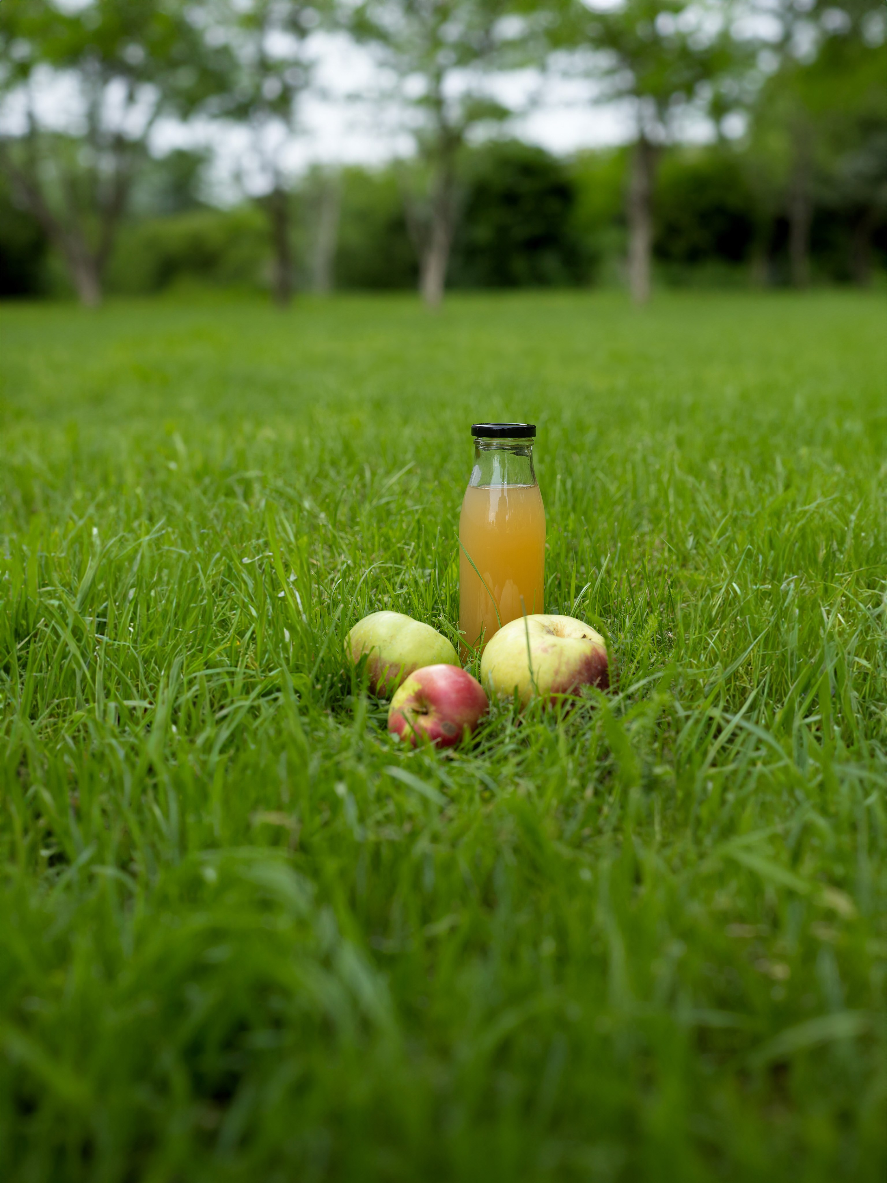Apfelsaft selbst pressen Foto: Matthias Meyer