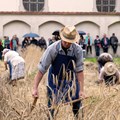Das Getreide auf dem Musterfeld wird an diesem Tag wie früher von Hand geerntet - Foto: Matthias Meyer, Museum KulturLand Ries