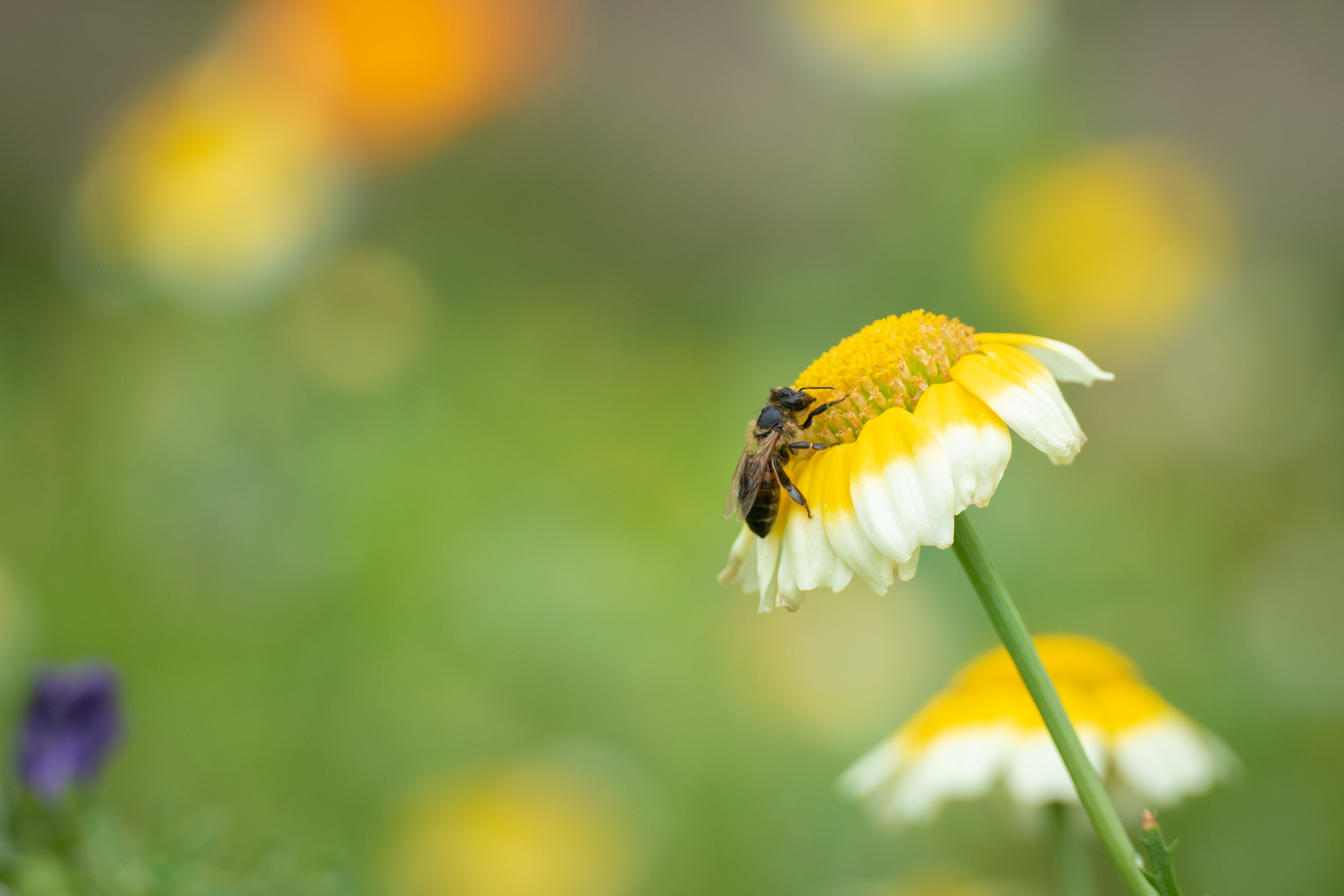 Honigbiene auf einer Blüte - Foto: Matthias Meyer, Museum KulturLand Ries