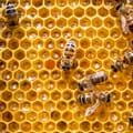 Bienenwaben Nahaufnahme