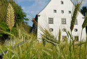 Von alten Sorten und Honigbienen