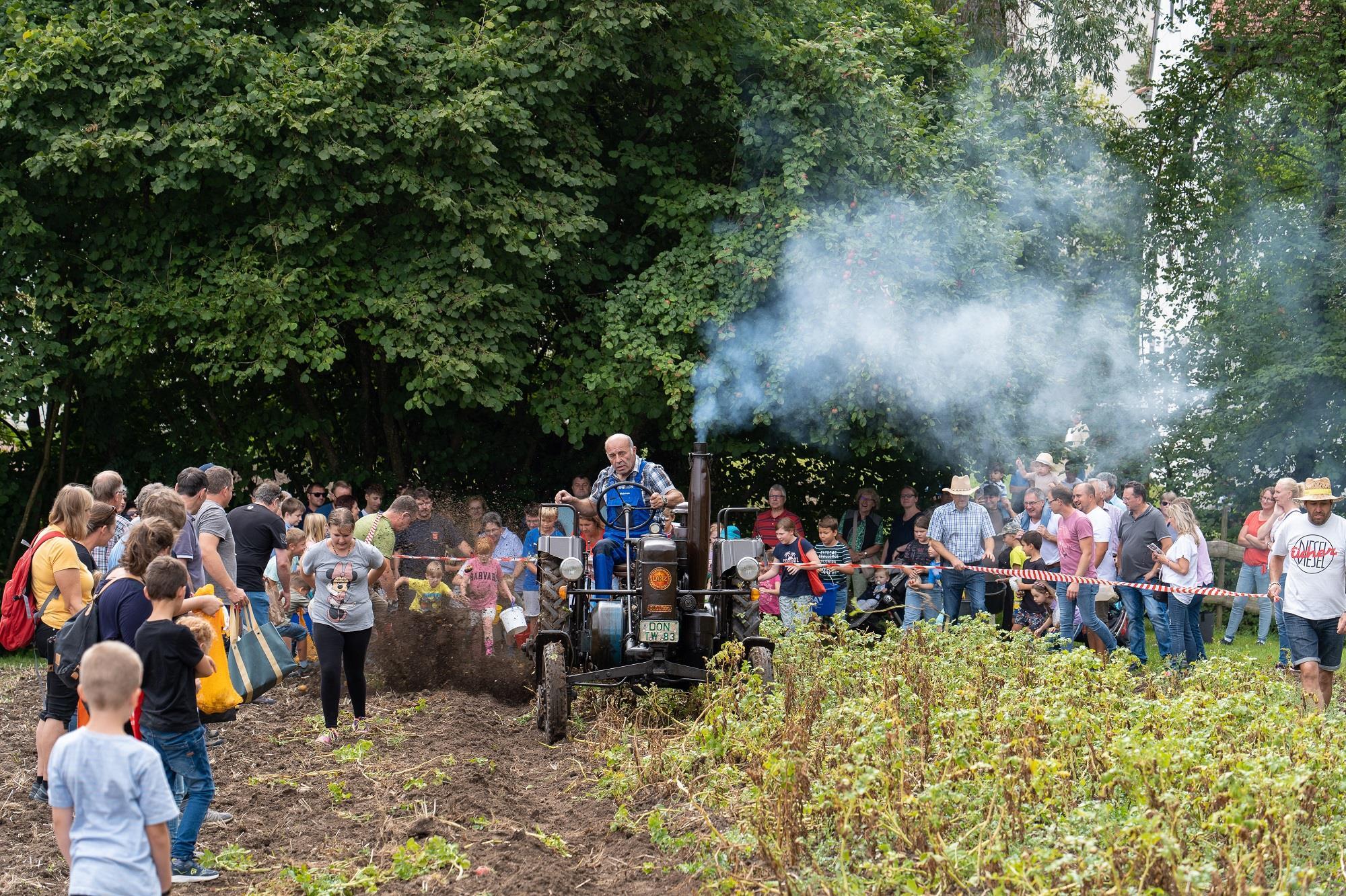 Ein Höhepunkt des Festes ist das Kartoffelroden und -klauben auf dem Museumsfeld.; Foto: Matthias Meyer/Museum KulturLand Ries