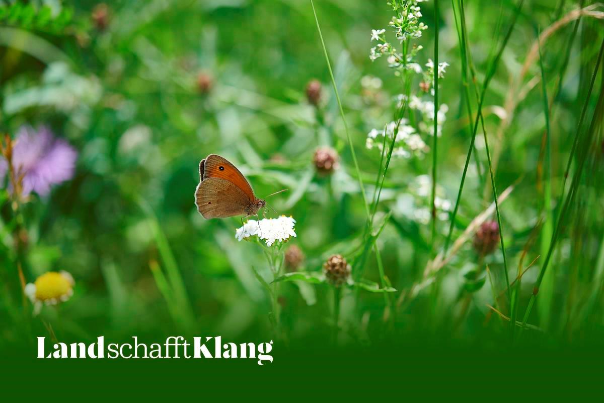 Falter auf Blume 1854-Charles (2) bearbeitet-Meyer