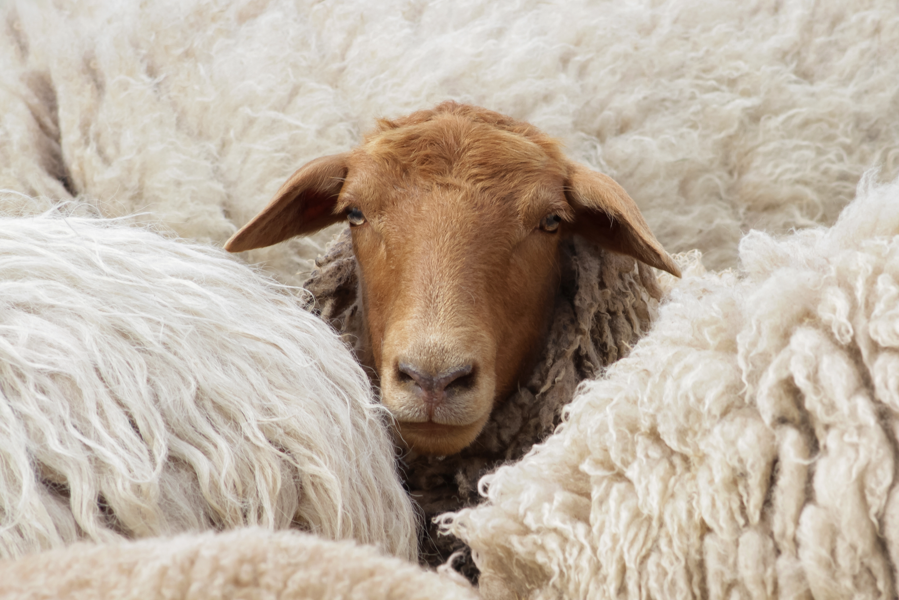 8. Donau-Rieser Schaftag