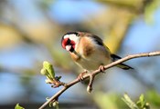 Vogelstimmen rund um den Klosterberg