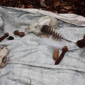 Verschiedene Zapfen und ein Tierschädel dienen als Anschauungsobjekte.