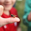 Eine Wildbiene sitzt auf dem Daumen eines lachenden Kindes.