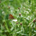 Falter auf einer Streuobstwiese - Foto: Charles Kenwright