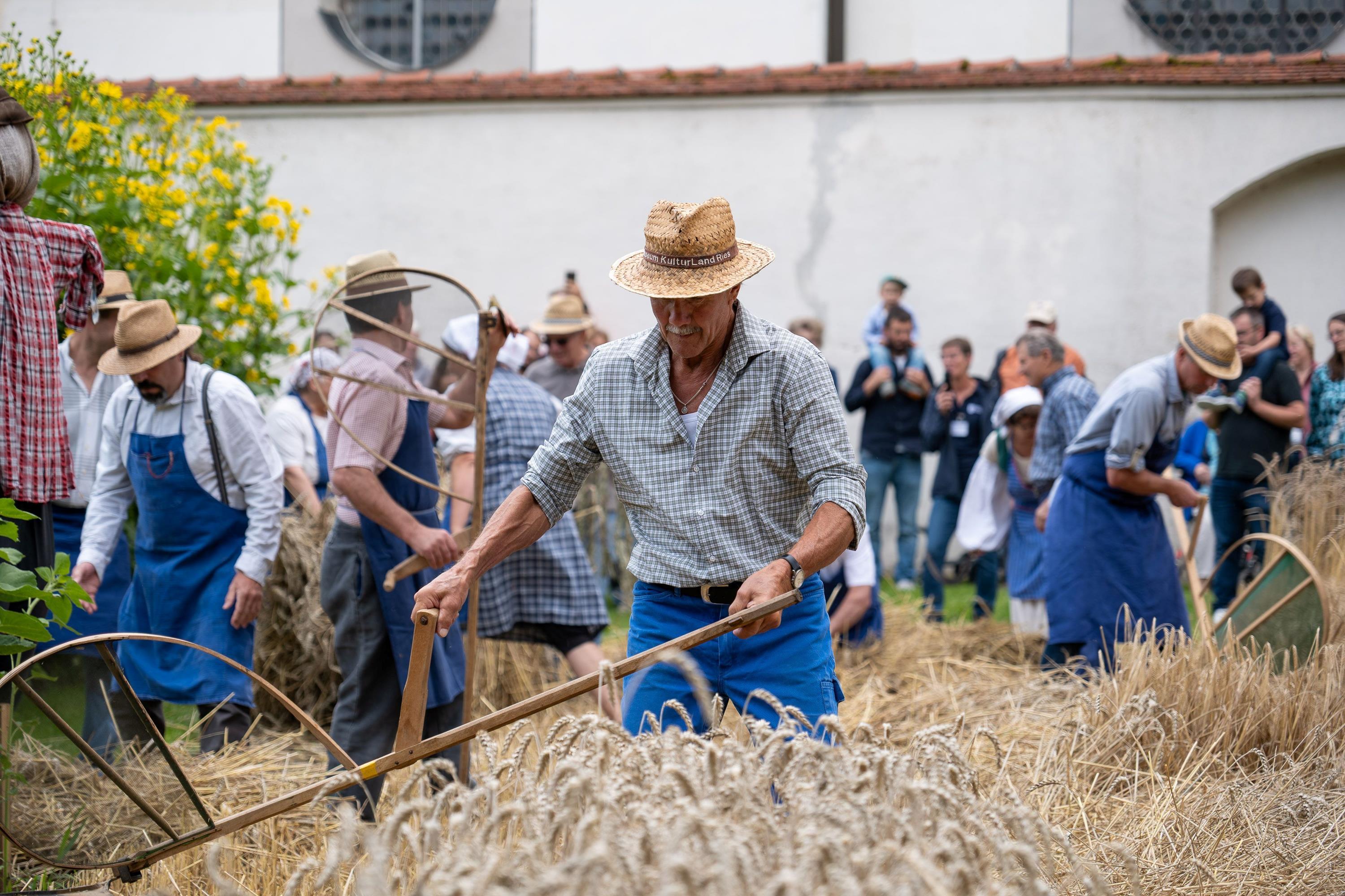 Das Getreide auf dem Musterfeld wird an diesem Tag wie früher von Hand geerntet - Foto: Matthias Meyer, Museum KulturLand Ries
