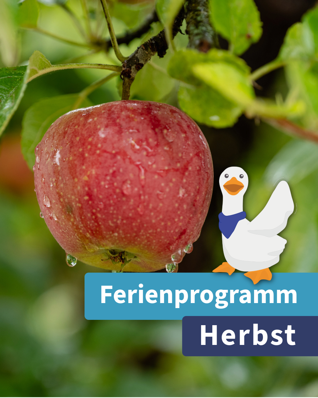 Ferienprogramm Herbst 2026