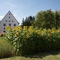 Sonnenblumen