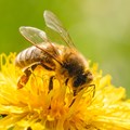 Honigbiene sammelt Nektar von einer Löwenzahnblüte