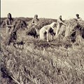 Leben und Arbeit der Bauern wird in der Ausstellung "Rieser Landwirtschaft im Wandel" dargestellt