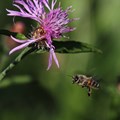Eine Biene fliegt eine Flockenblume an