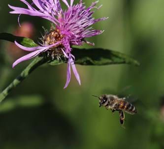 Kräuter für Bienen und Menschen