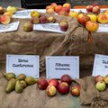 Äpfel und Birnen auf dem HerbstErlebnisTag