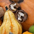 Herbstliche Ernte