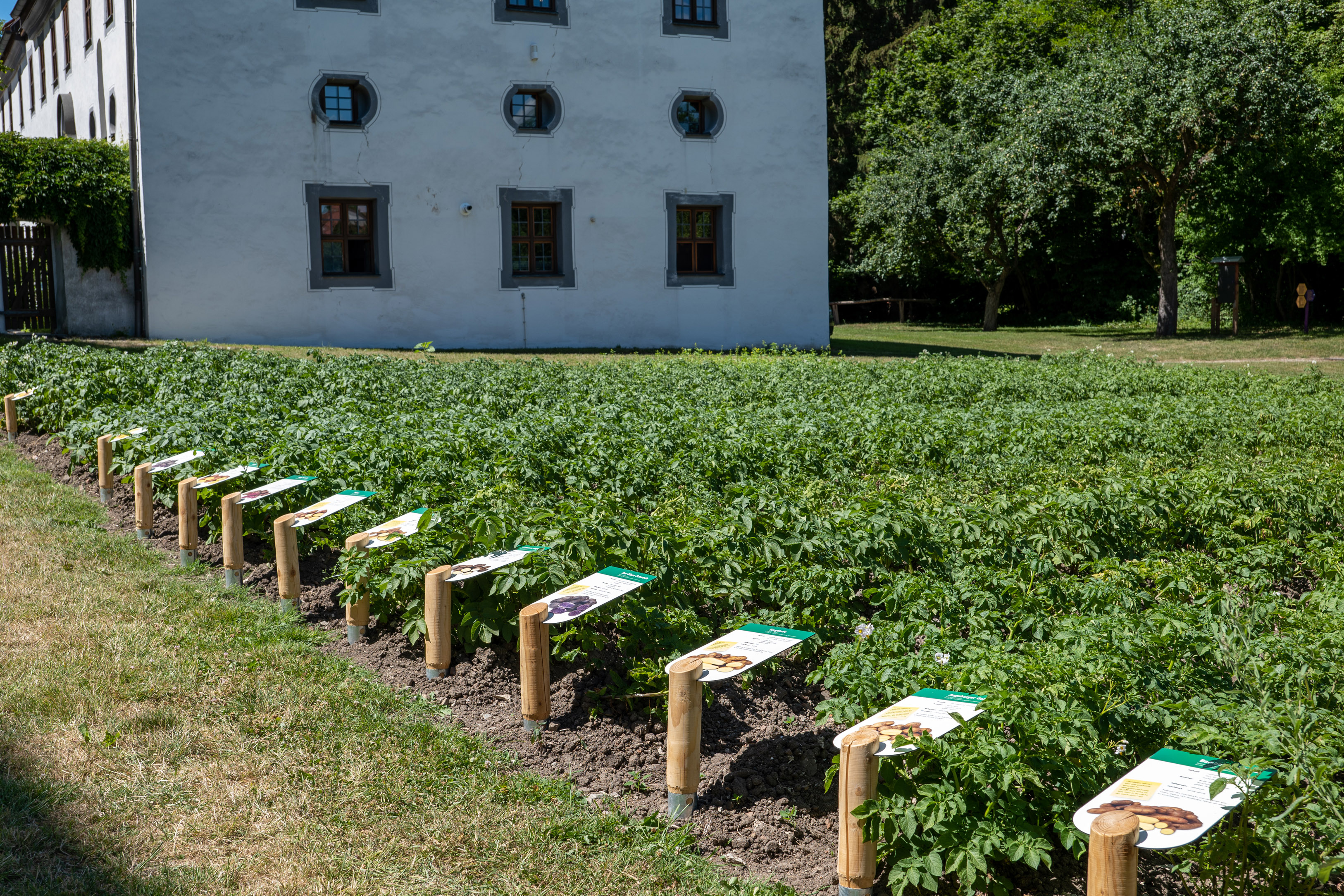 Die Sortenschilder informieren über die verschiedenen Getreide- sowie zahlreiche Kartoffelsorten; Fotos: Mattias Meyer/Museum KulturLand Ries (1)