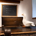 Gans Marie in der Dauerausstellung des Museum KulturLand Ries - Foto: Celine Schmid